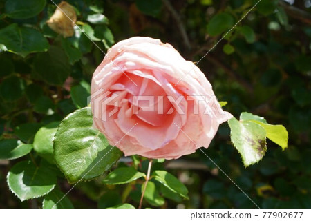 Rose of pink Rose of pink 77902677
