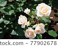 White Rose  77902678