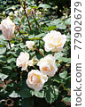 Beautiful white rose 77902679