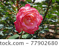Beautiful Rose 77902680