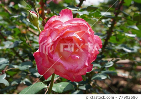 Beautiful Rose 77902680