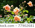 Beautiful rose 77902681