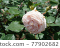 Beautiful rose 77902682