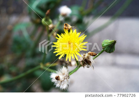 Oninogeji Oninogeji 77902726