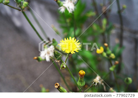 花葉滇苦菜 花葉滇苦菜 77902729