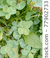 Four leaves clover Four leaves clover 77902733