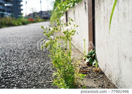 歐洲千里光 歐洲千里光 77902996