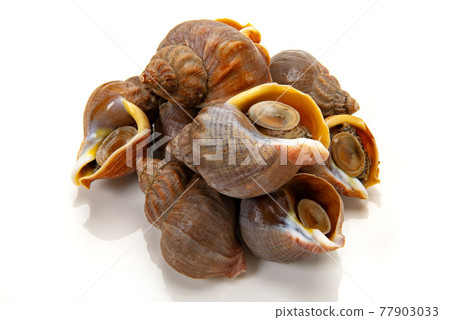 北海道蝦夷貝、螺貝 77903033