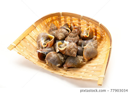 Hokkaido Ezobai shellfish, Whelk shellfish 77903034