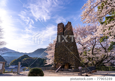 山口縣萩市櫻花盛開的萩反射爐 77903289