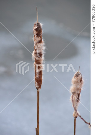Cattail ears on the river in winter Cattail ears on the river in winter 77903356