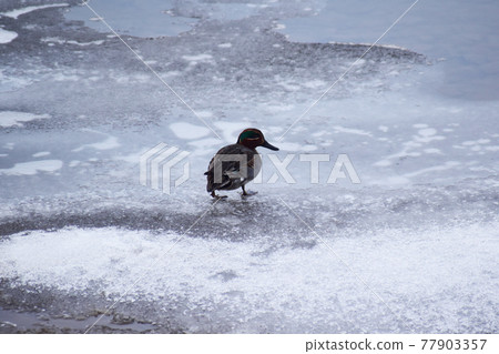 Back view of a teal walking on ice Back view of a teal walking on ice 77903357