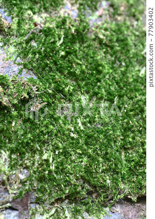 Beautiful green moss covered on the rock at sandy beach. Beautiful green moss covered on the rock at sandy beach. 77903402