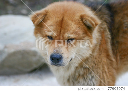 the close up of the dog face at nature 77905074