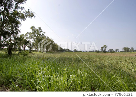 the landscape of Wetland, Nam Sang Wai Hong Kong the landscape of Wetland, Nam Sang Wai Hong Kong 77905121