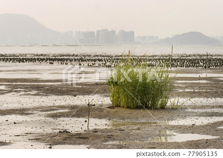 Ap Chai Wan Seaside, Chung Pak Nai 13 Aug 2006 Ap Chai Wan Seaside, Chung Pak Nai 13 Aug 2006 77905135