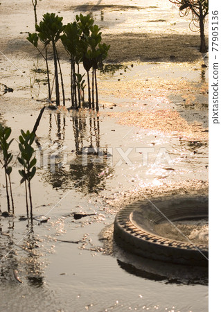 the Old truck wheel at the Pak Lai wetland the Old truck wheel at the Pak Lai wetland 77905136