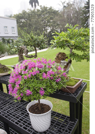 the flower bed of rhododendron at Government House hong kong 24 Nov 2006 the flower bed of rhododendron at Government House hong kong 24 Nov 2006 77905329