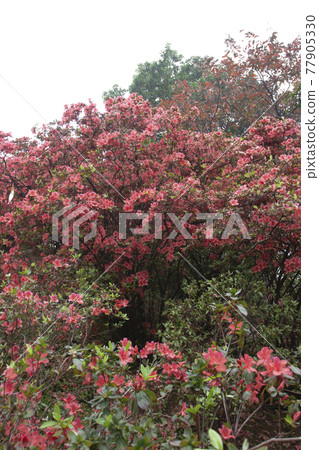 the flower bed of rhododendron at Government House hong kong 24 Nov 2006 the flower bed of rhododendron at Government House hong kong 24 Nov 2006 77905330
