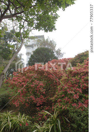 the flower bed of rhododendron at Government House hong kong 24 Nov 2006 the flower bed of rhododendron at Government House hong kong 24 Nov 2006 77905337