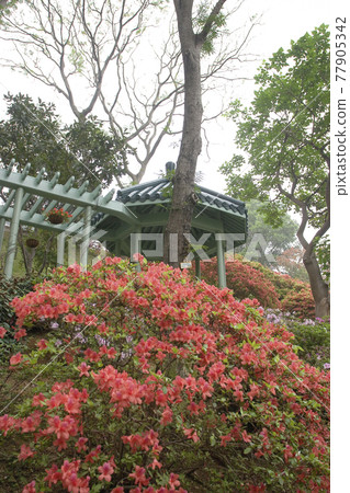 the flower bed of rhododendron at Government House hong kong 24 Nov 2006 the flower bed of rhododendron at Government House hong kong 24 Nov 2006 77905342
