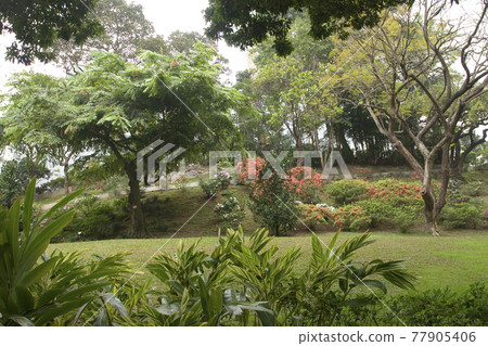 the flower bed at the Government House, hk 24 Nov 2006 the flower bed at the Government House, hk 24 Nov 2006 77905406