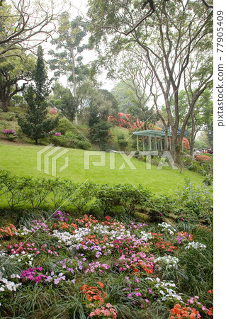 the flower bed at the Government House, hk 24 Nov 2006 77905409