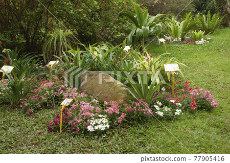the flower bed at the Government House, hk 24 Nov 2006 the flower bed at the Government House, hk 24 Nov 2006 77905416