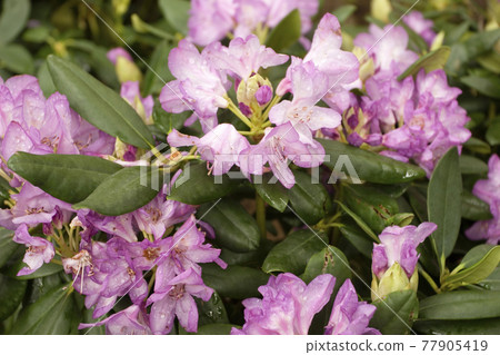 the Rhododendron. the flower bed at the garden the Rhododendron. the flower bed at the garden 77905419