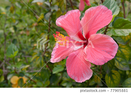 a Big flower of hibiscus and the green leaves at the nature 77905881