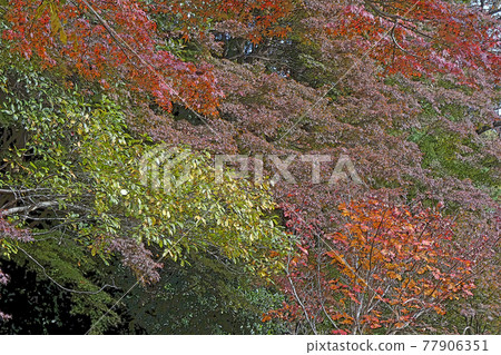 東山動物園和植物園 插圖素材 圖庫