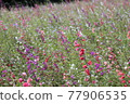 五顏六色的花園 77906535