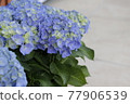 藍色繡球花 77906539