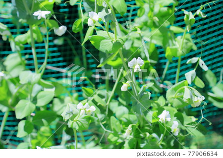 Broad bean flower 77906634