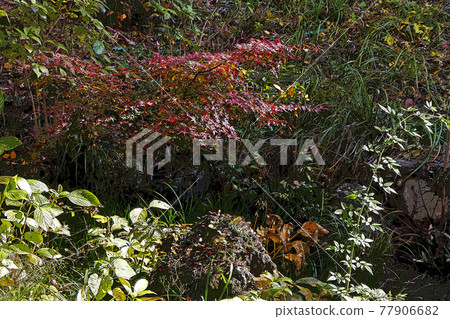 Higashiyama Zoo and Botanical Garden Higashiyama Zoo and Botanical Garden 77906682