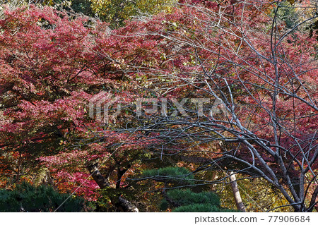 Higashiyama Zoo and Botanical Garden Higashiyama Zoo and Botanical Garden 77906684