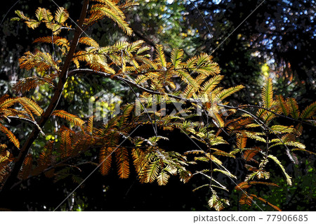 Higashiyama Zoo and Botanical Garden Higashiyama Zoo and Botanical Garden 77906685