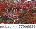 Higashiyama Zoo and Botanical Garden 77906689