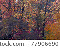 Higashiyama Zoo and Botanical Garden 77906690