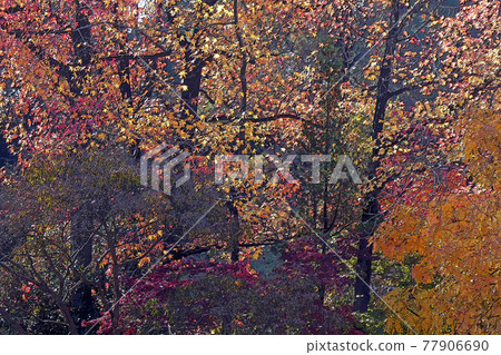 Higashiyama Zoo and Botanical Garden Higashiyama Zoo and Botanical Garden 77906690