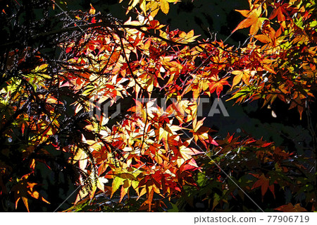 Higashiyama Zoo and Botanical Garden 77906719