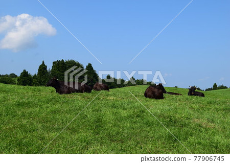 迦山高原農場 77906745