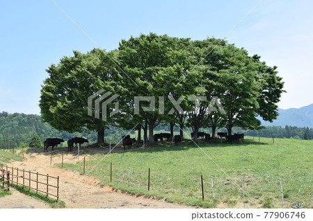 迦山高原農場 77906746