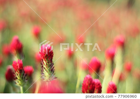 Green and red flowers blooming in the field Green and red flowers blooming in the field 77906960