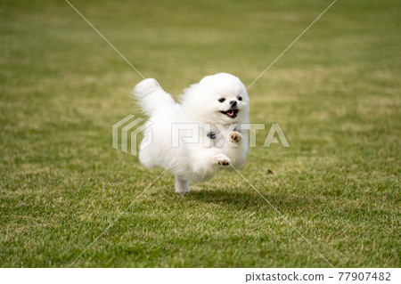 運行白色博美犬 77907482