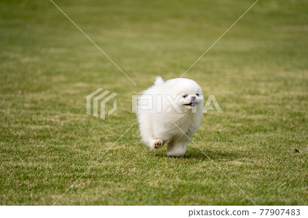 運行白色博美犬 77907483