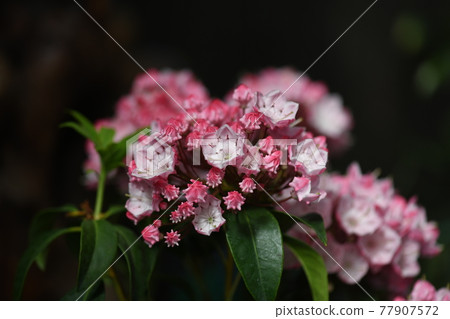Karmiya (Mountain Laurel) 77907572