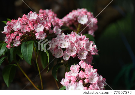 Karmiya（山月桂樹） 77907573