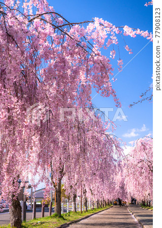《Fukushima Prefecture》 Weeping cherry blossom trees / Nichichu Line Memorial Bicycle Pedestrian Road 77908123
