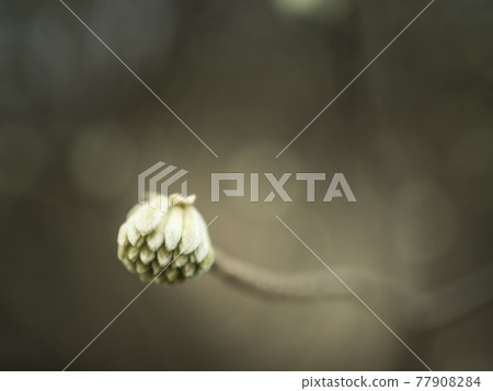 The world of mitsumata [flowers and plants] 77908284